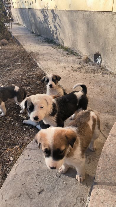 Собаки совершенно бесплатно