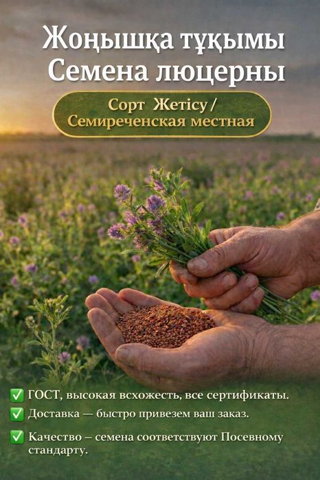 Жонышка урык, Семена Люцерны