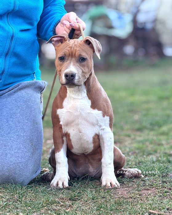 Amstaff rasă pură cu pedigree