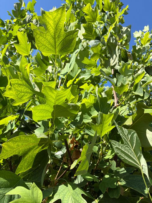 Arborele lalea - Liriodendron tulipifera