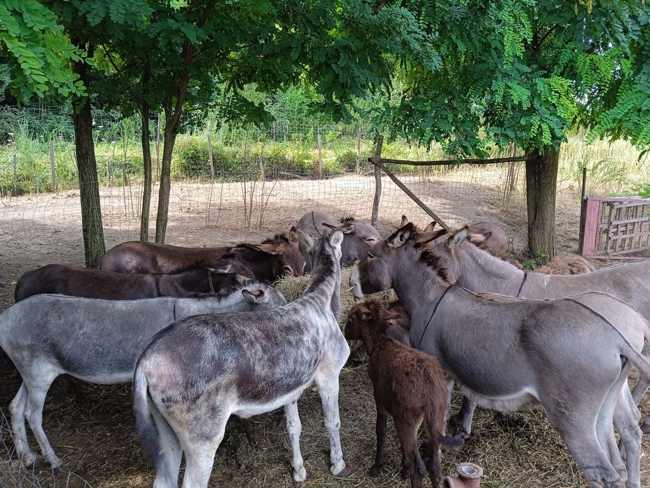 Buna ziua va așteptăm la ferma noastră de Măgărițe  cu lapte proaspăt