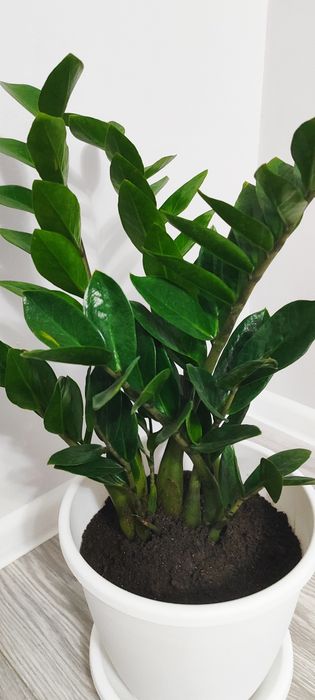Замиокулькас 2 штукт