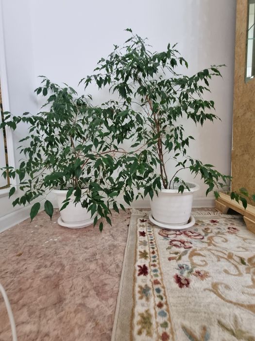 Комнатные  растения 3 штук