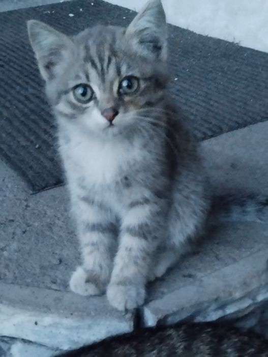 Котята 3 месяца, умные
