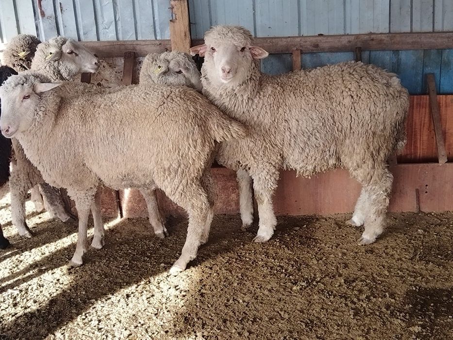 Токты,Кой,Бараны,овцы