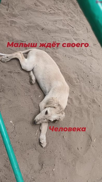 Щенок породы тазы