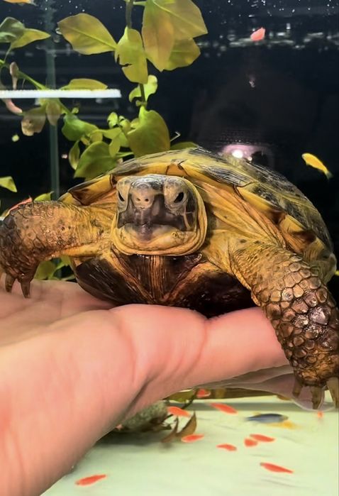 Сухопутные Черепашки