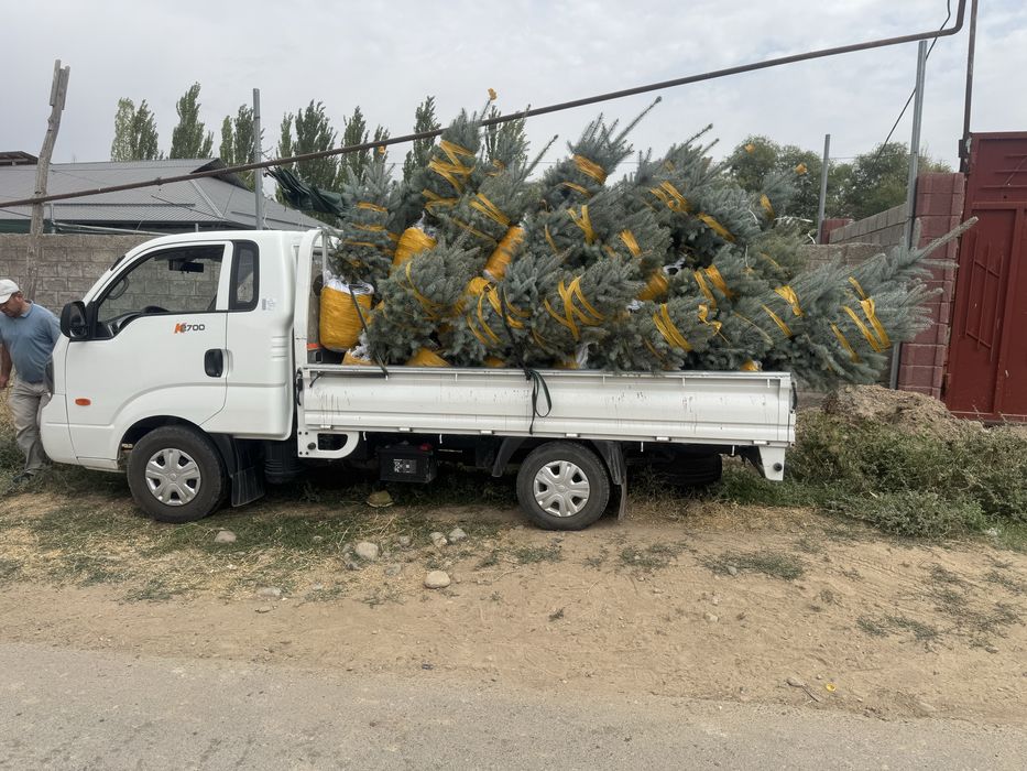 Gazon xizmati dastavkayam bor