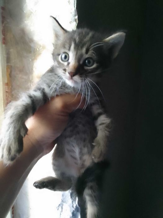 Отдам даром котят