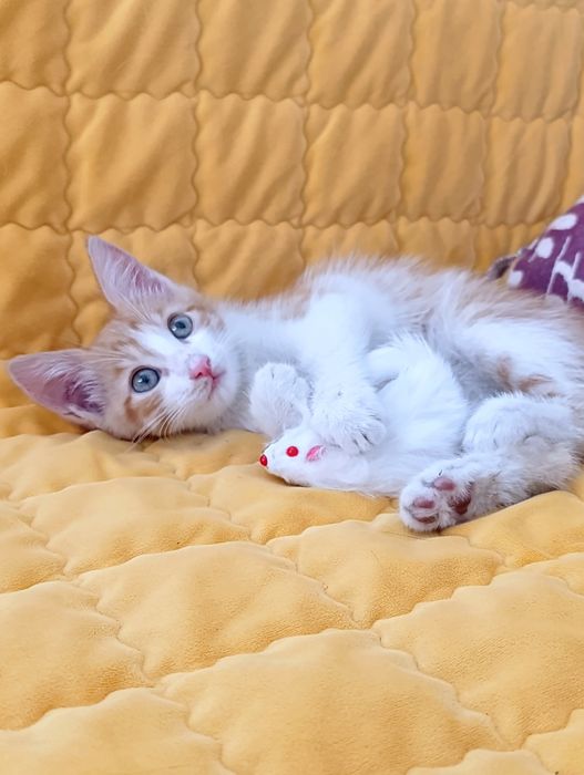 Мистер Морковкин, 2,5 мес