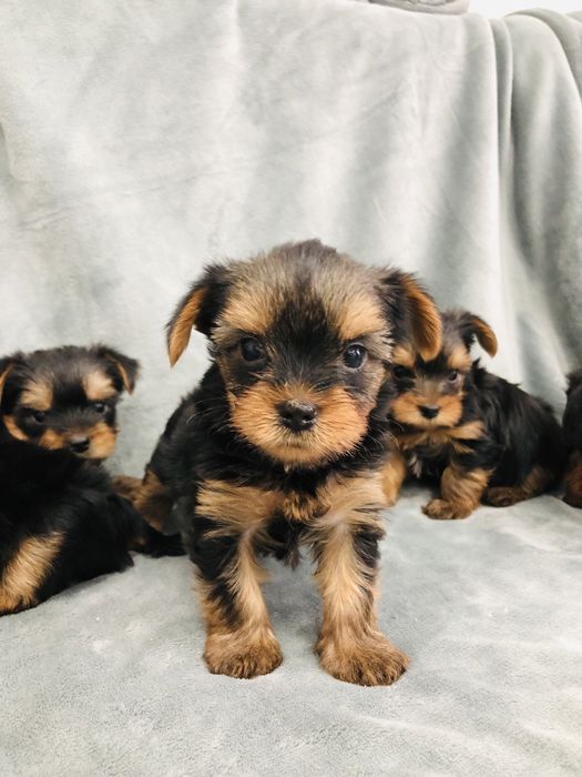 Продажа мини Йорк мальчики