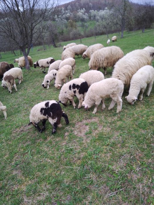 Oi cu miei de vânzare