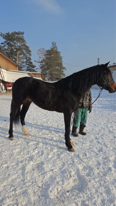 Айгыр жеребец семь лет