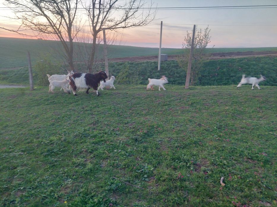 Vînd iezi și miei de Paște