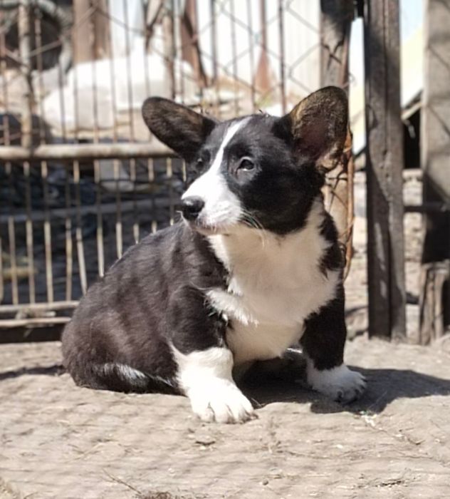 Мальчик вельш корги кардиган