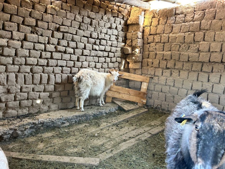 Орыс ешкі лағымен