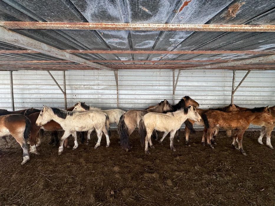 Лошади,Тай,Кунан,Донен.