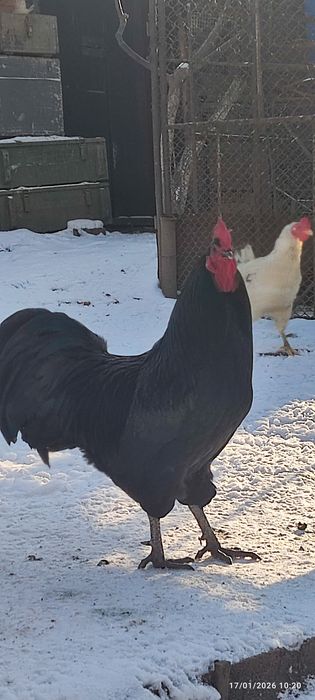 Cocoș Australorp  negru și albastru