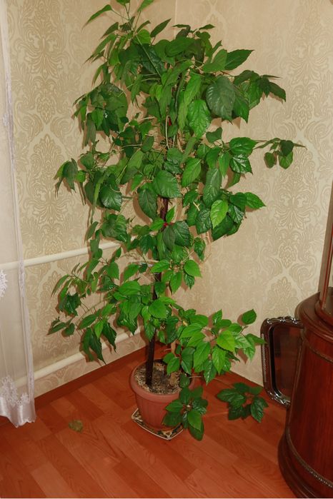 продам комнатные растения СРОЧНО