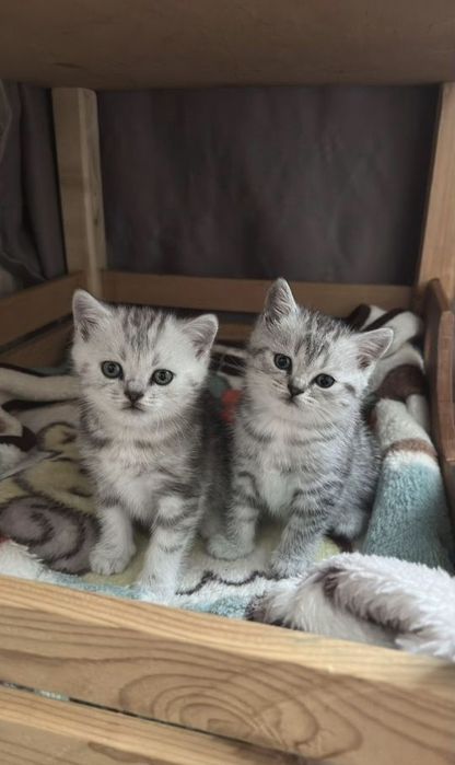 Британские котята