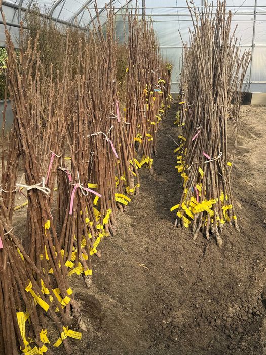 Pomi fructiferi pentru primavara 2026