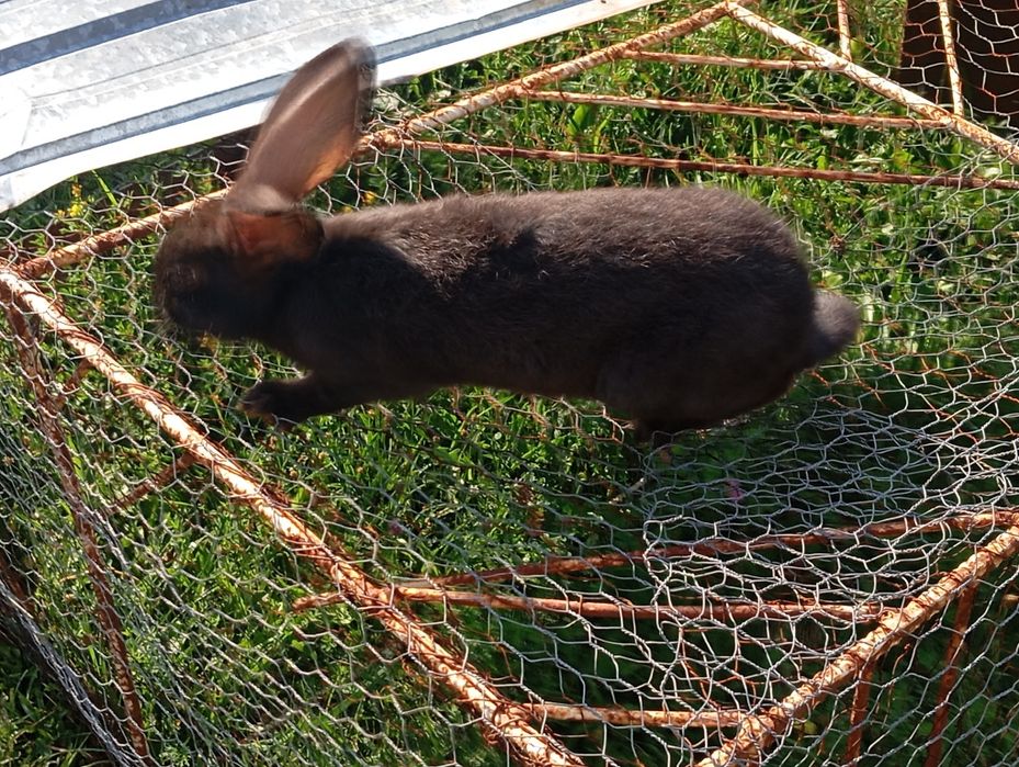 Vând pui de iepure uriaș german
