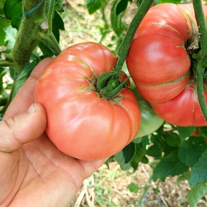 Продавам розов домат