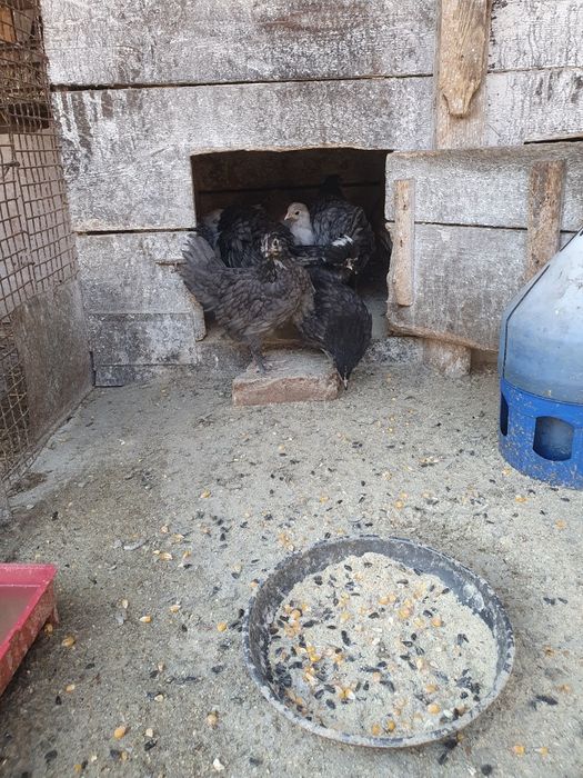 Pui australorp , motate olandeze