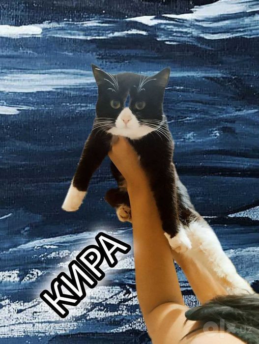 Биколорная миниатюрная стерилизованная кошечка в добрые руки
