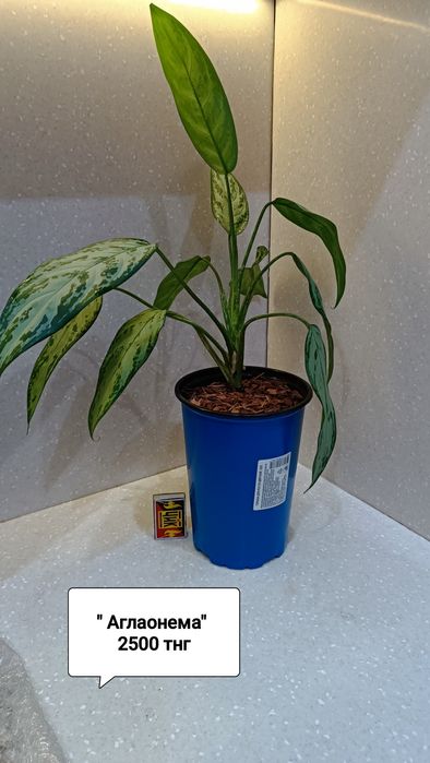 Цветы комнатные в горшках