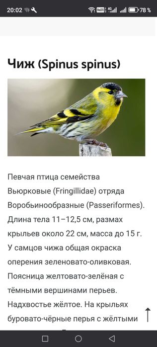 Продам птиц певчих