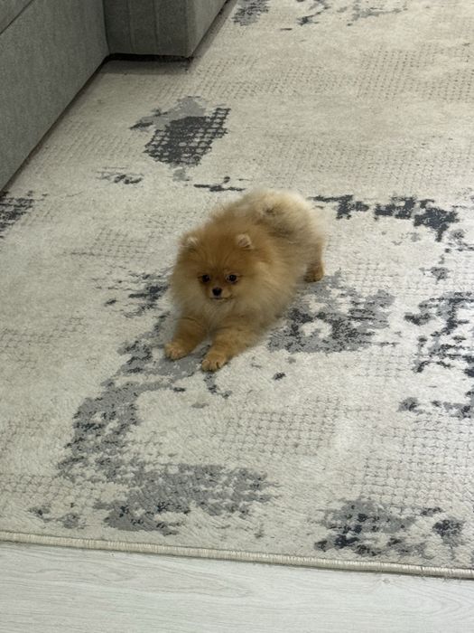 Померанский шпиц (крохотная девочка)