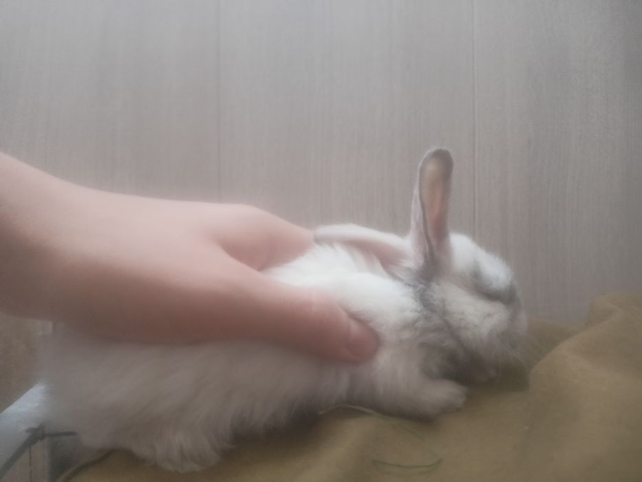 Кролики,дети.    .