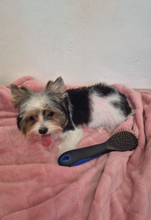 Biewer yorkshire terrier femela!