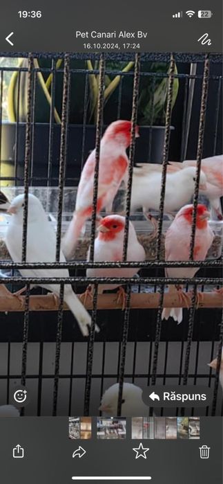 Vand canari si pasari tinere