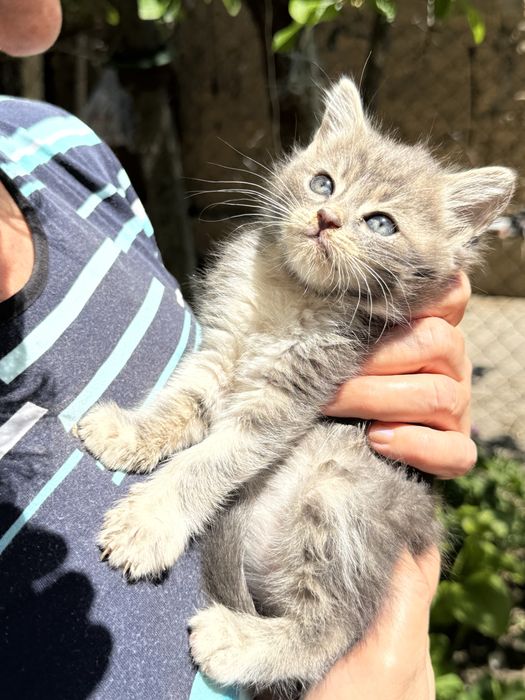 5 котенца търсят нов дом