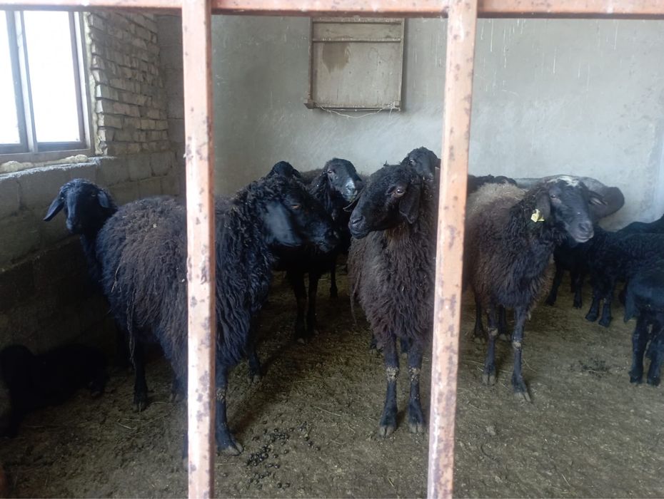 Қой сатылады қозысымен