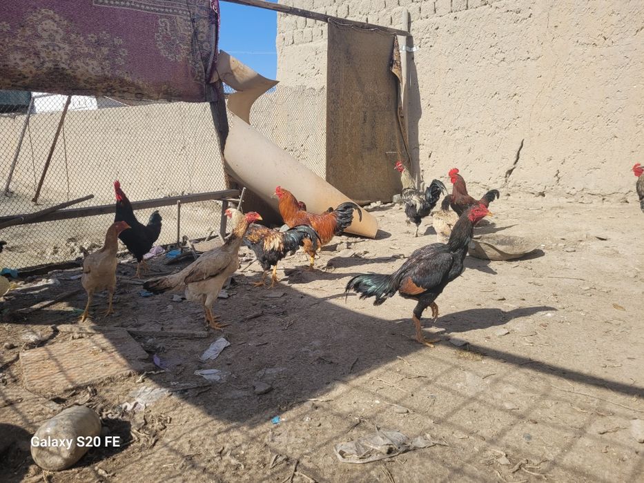 Хурозла сотилади