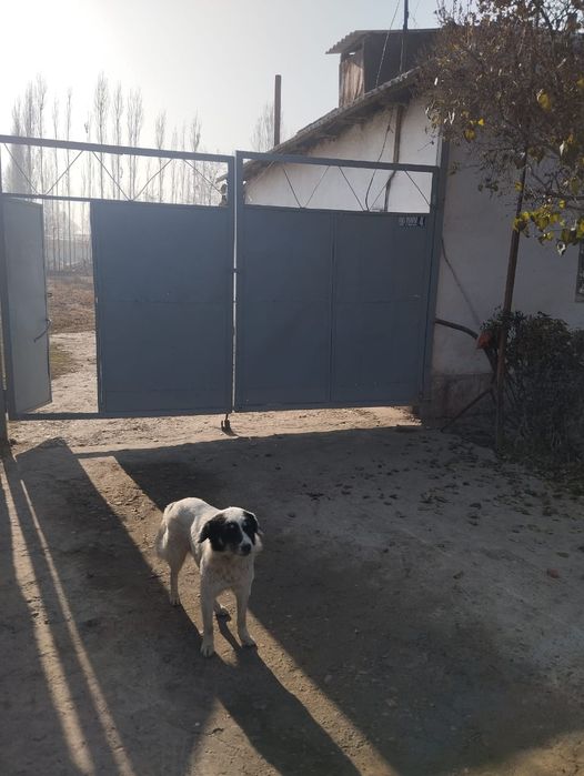 Kadastr va boshqa hujatlari bor