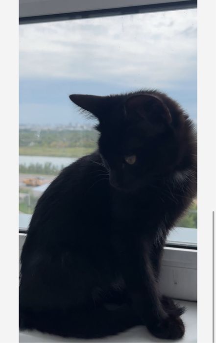 Домашние котята ищут дом