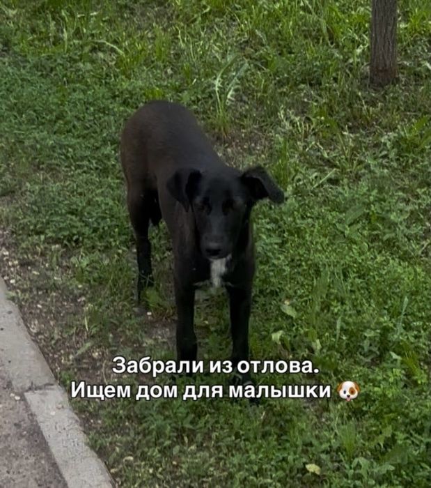 Красивая собачуля ищет Своего Человека