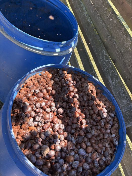 vand prune tuica sau palinca