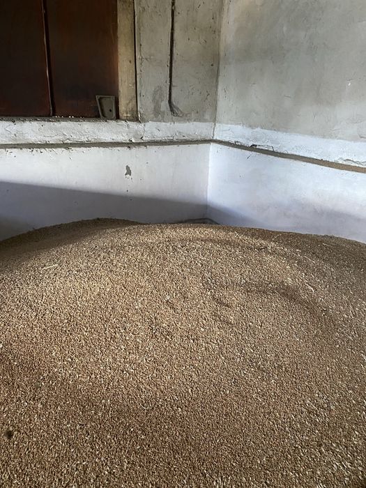 Grâu ovăz și orz de toamnă