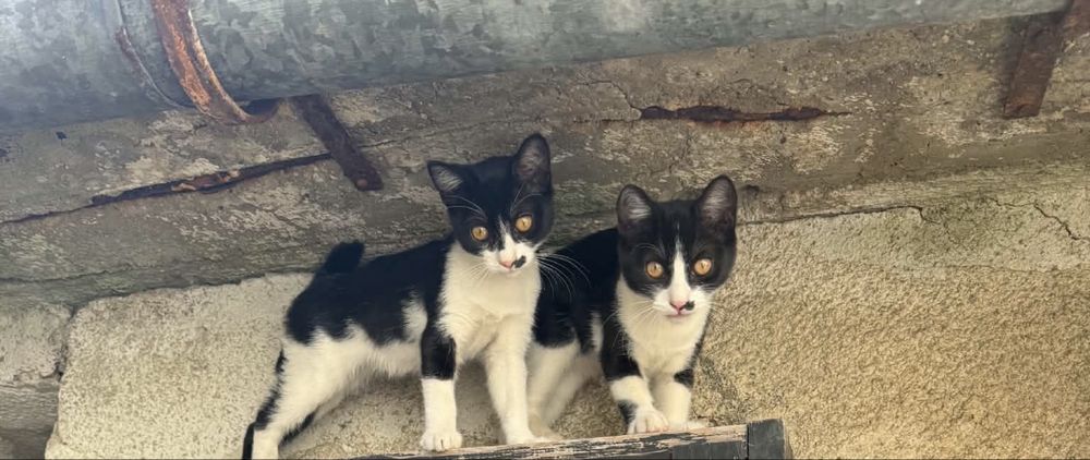 Подарявам малки котенца  мъжки