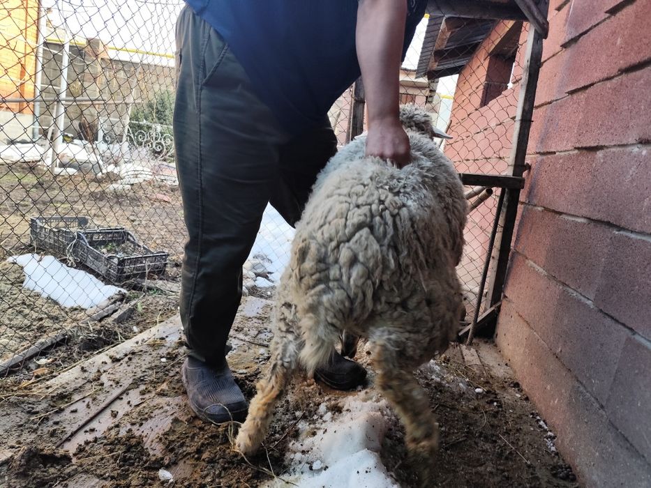 Кошкар, баран, ысек