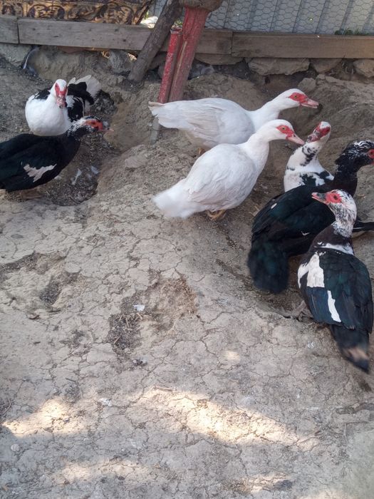 Schimb rațe leșești