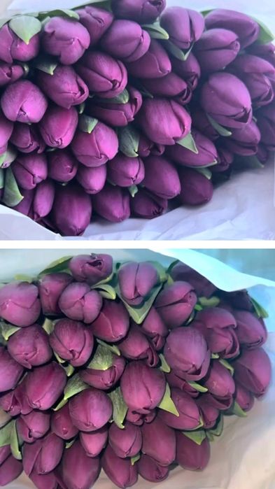 Продам тюльпаны.