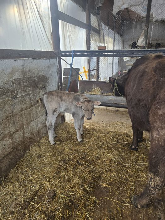 Бұзаулы сиыр сатылады