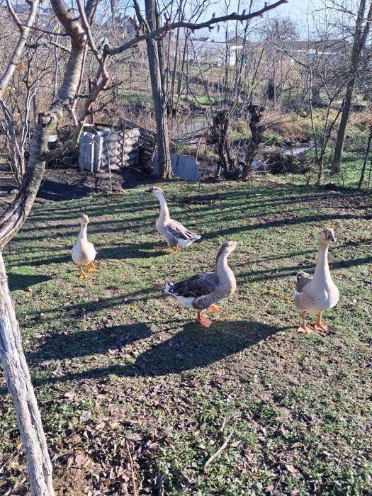 Gâște românești .