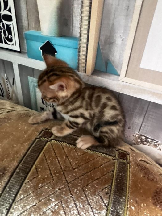 Продам бенгальских котят